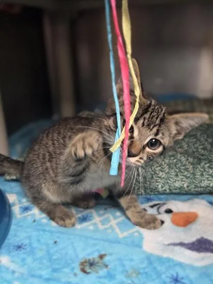 A baby small-sized female Domestic Short Hair cat named Tegan for adoption in Westland, MI