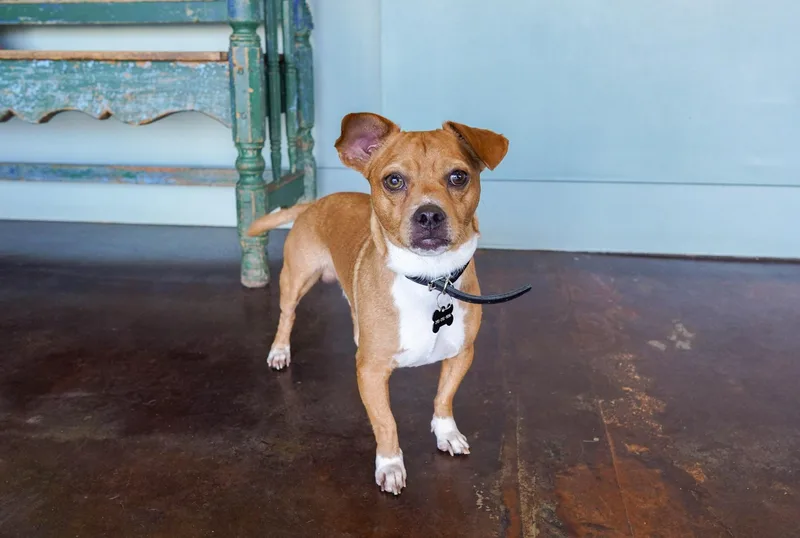 An adult small-sized male Golden Pug dog named Yoshi for adoption in San Antonio, TX
