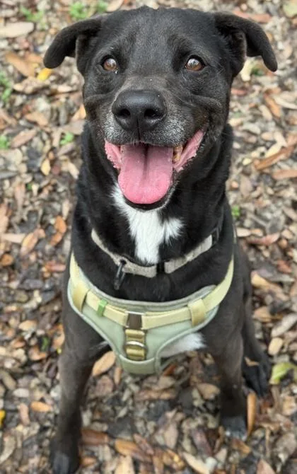 Olive Oyl thumbnail 2