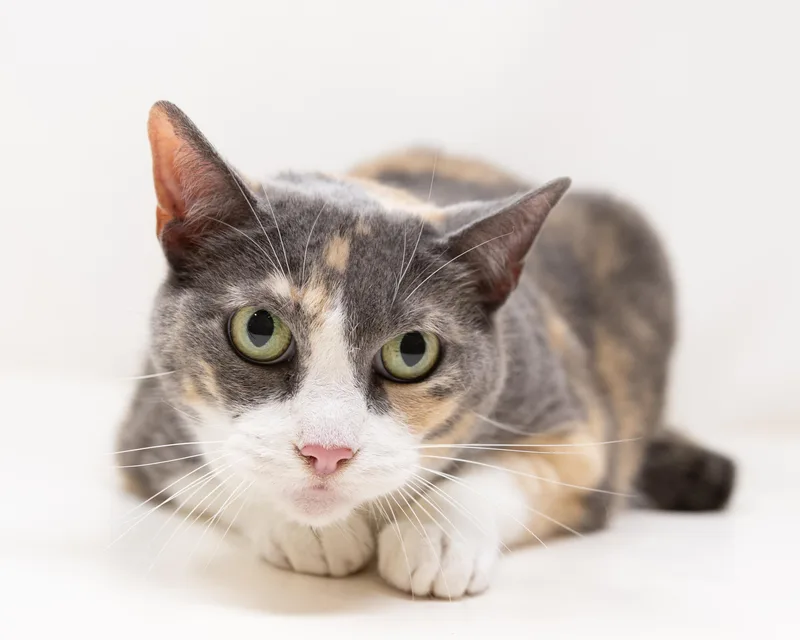 A senior large-sized female Dilute Tortoiseshell Tortoiseshell cat named Zelda for adoption in Trophy Club, TX