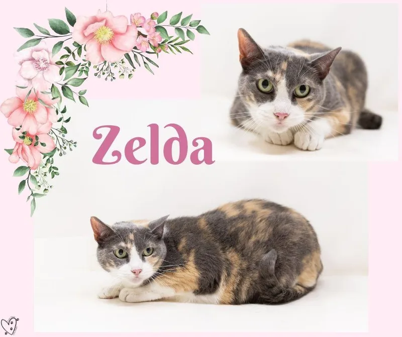 Zelda thumbnail 2