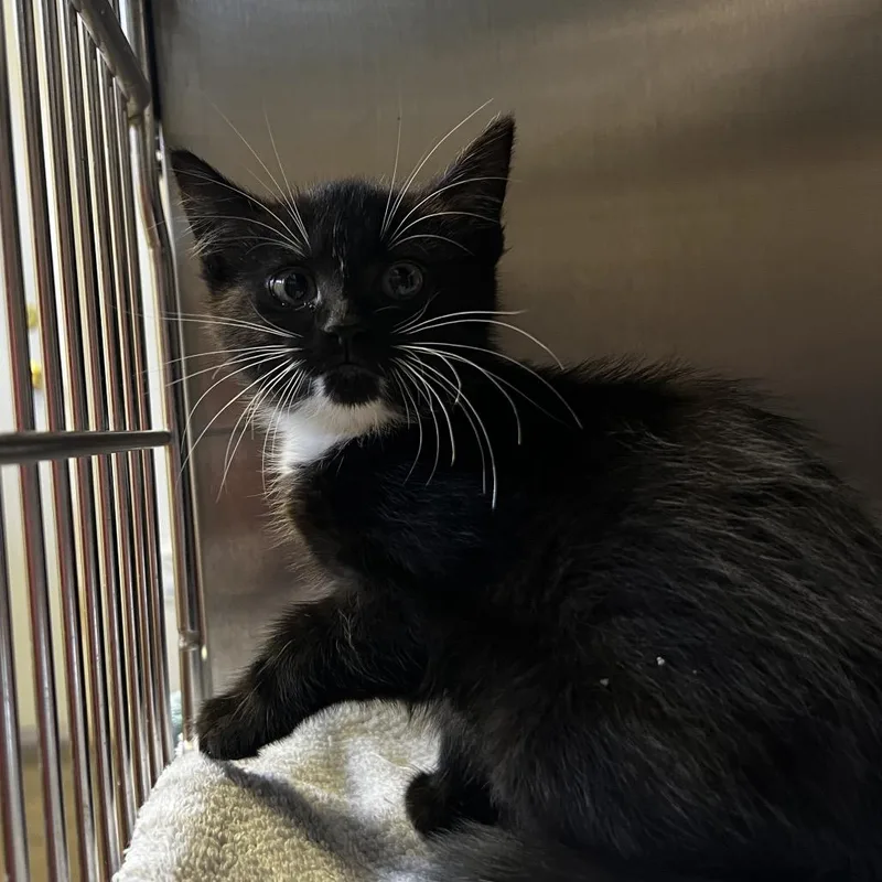 A baby small-sized female Black Domestic Short Hair cat named Mittens for adoption in Harrisville, WV