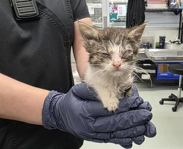 A baby small-sized female Domestic Short Hair cat named Mushu for adoption in Albuquerque, NM