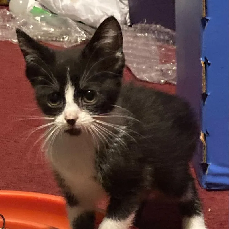 A baby small-sized female Black Domestic Short Hair cat named Oreo for adoption in DeKalb, IL
