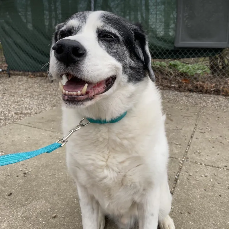 A senior large-sized male White / Cream Mixed Breed dog named Snoopy for adoption in West Olive, MI