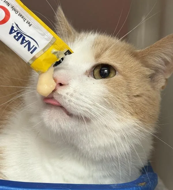 An adult small-sized male Domestic Short Hair cat named Butterscotch for adoption in Salisbury, MD