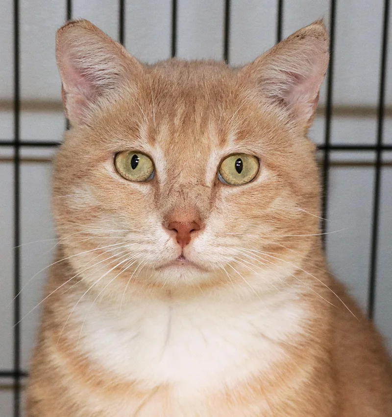 An adult large-sized male Tabby (Orange / Red) Domestic Short Hair cat named Garbanzo for adoption in Cincinnati, OH