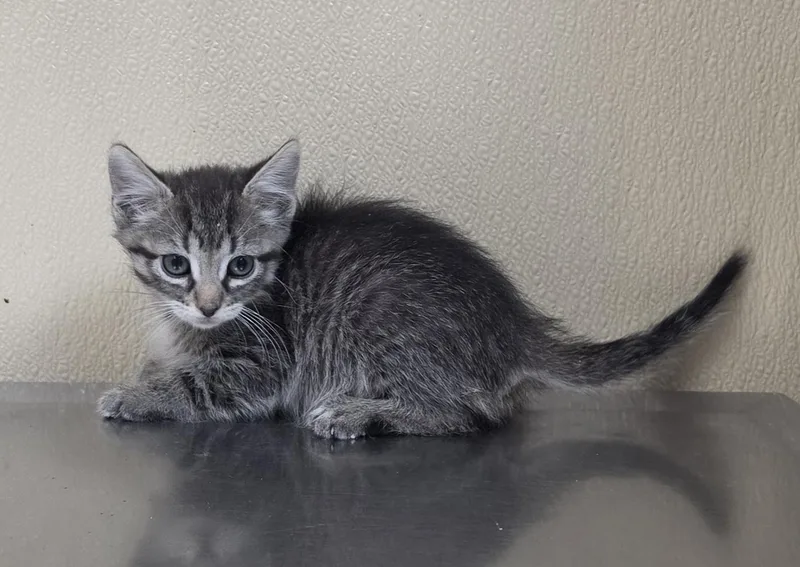 A baby medium-sized female Domestic Short Hair cat named Phoenix for adoption in Brainerd, MN