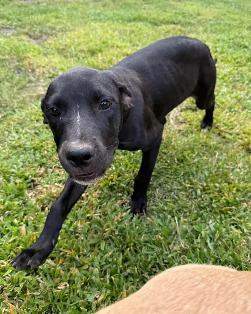 A baby medium-sized female Black Labrador Retriever dog named Roxy for adoption in ISABELA, PR