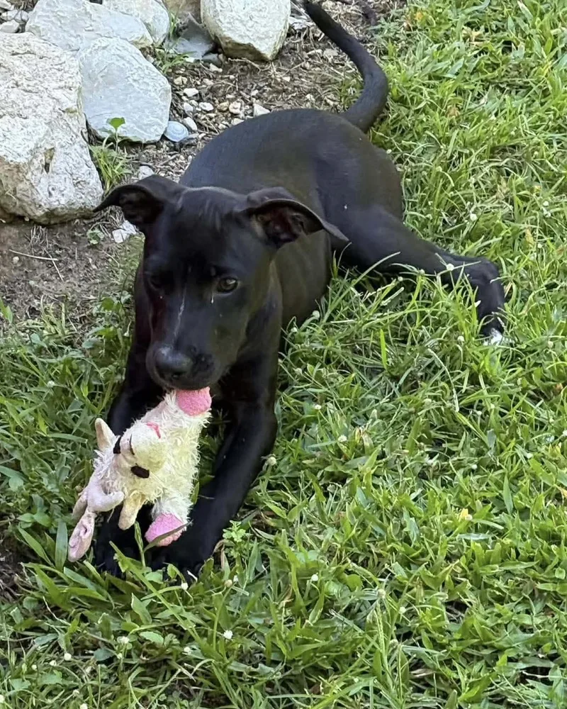Roxy thumbnail 2
