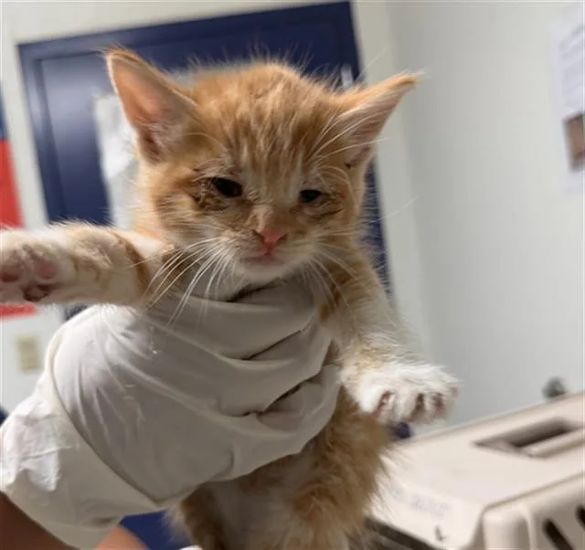 A baby small-sized male Domestic Short Hair cat named Louie for adoption in Bakersfield, CA