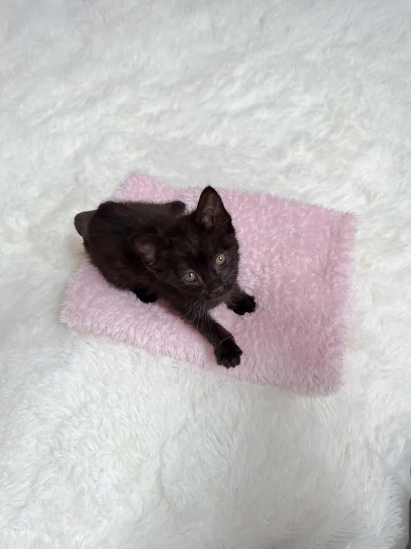 A young medium-sized male Domestic Short Hair cat named Buttercup for adoption in New Orleans, LA