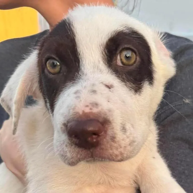 A baby medium-sized male Mixed Breed dog named Coleslaw for adoption in Rockville, MD