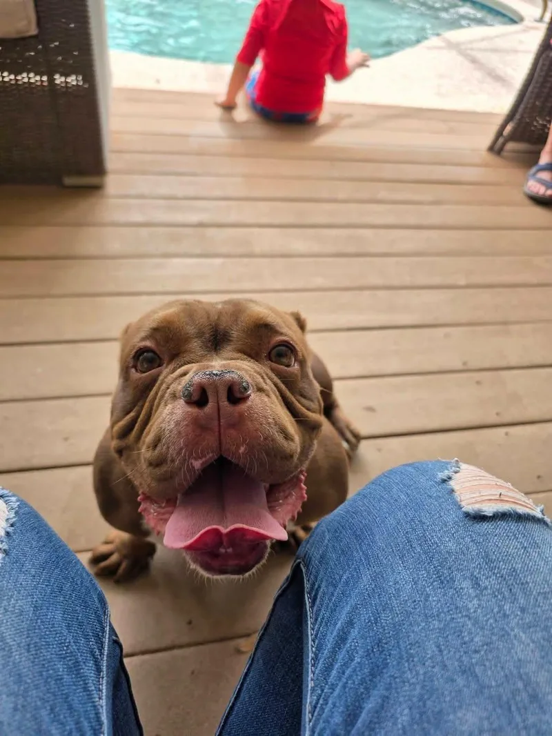 A young medium-sized female Brindle American Bully dog named Brick for adoption in Gainesville, FL