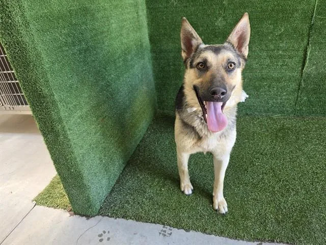 A young large-sized female German Shepherd Dog dog named Shadow for adoption in Lancaster, CA