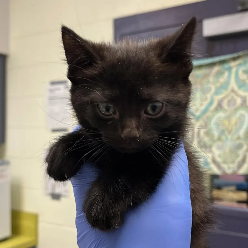A baby small-sized male Black Domestic Short Hair cat named Between The Lions for adoption in Charlottesville, VA