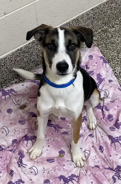 A baby medium-sized male Coonhound dog named Napoleon for adoption in Westland, MI