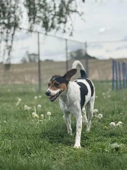 An adult medium-sized male Parson Russell Terrier dog named Milo for adoption in Columbus, IN
