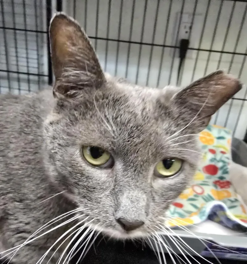 An adult medium-sized female Gray & White Domestic Short Hair cat named Dinah for adoption in Southbury, CT