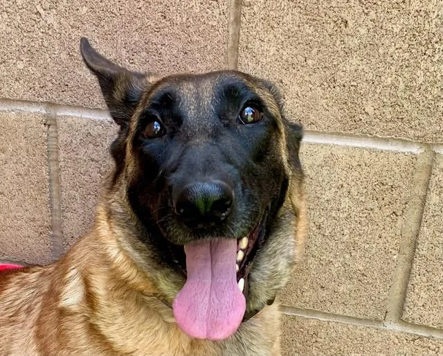 A young medium-sized female Brown / Chocolate Belgian Shepherd / Malinois dog named SAVE ME PLEASE Monkey for adoption in San Marcos, CA