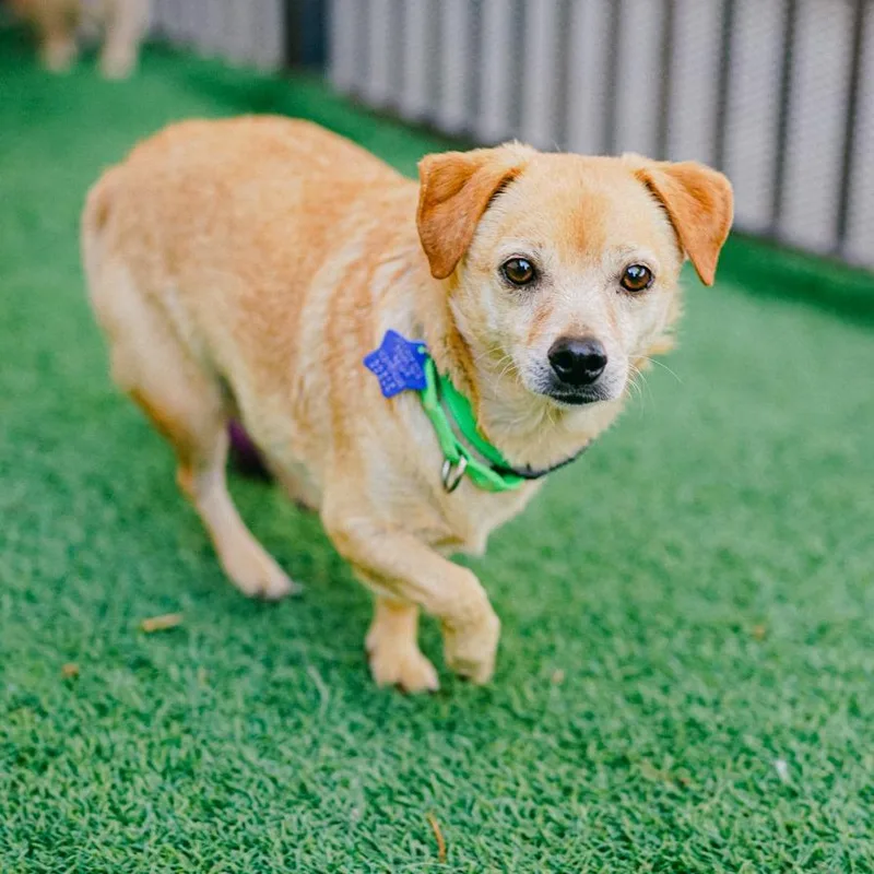 An adult small-sized male Yellow / Tan / Blond / Fawn Terrier dog named Brownie for adoption in San Francisco, CA