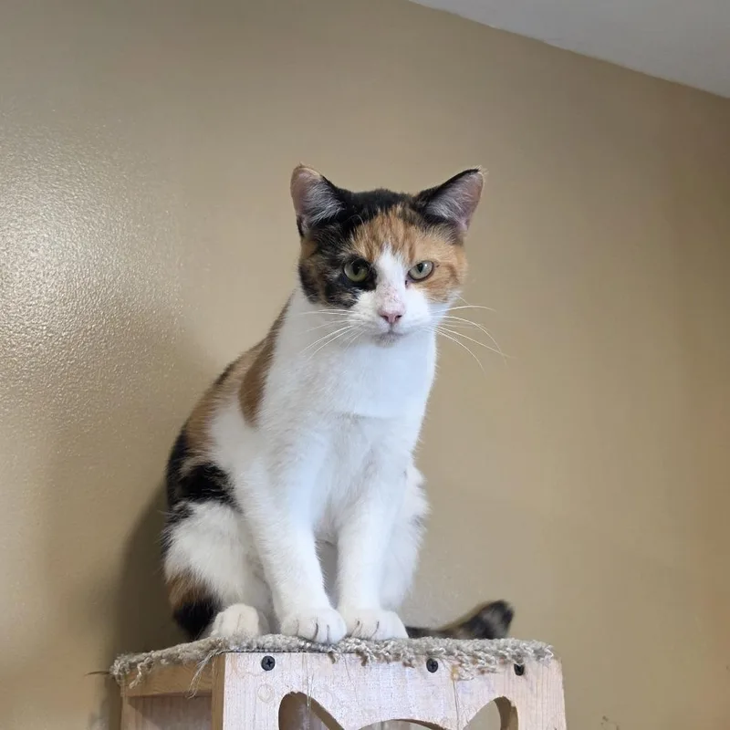 Dolly Pawton thumbnail 4