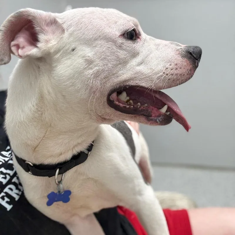An adult medium-sized male Terrier dog named Sparky for adoption in Monticello, IA