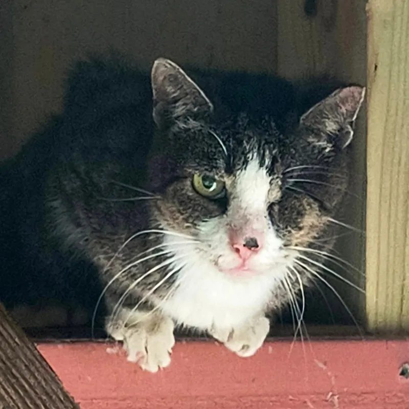 A senior small-sized female Domestic Short Hair cat named River for adoption in Titusville, FL