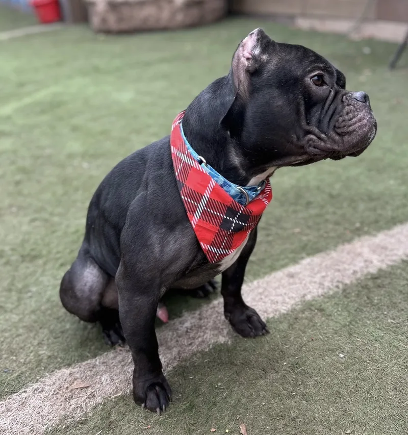 Midnight thumbnail 5