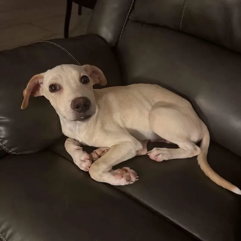 A baby medium-sized male White / Cream Mixed Breed dog named Buddy for adoption in Yaphank, NY