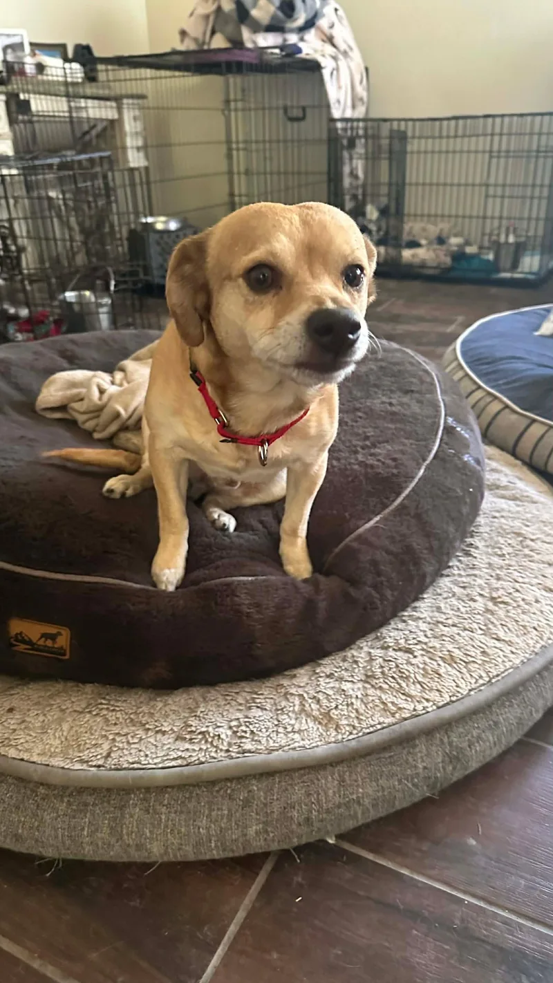 A young small-sized male Chihuahua dog named Paco for adoption in Boston, MA