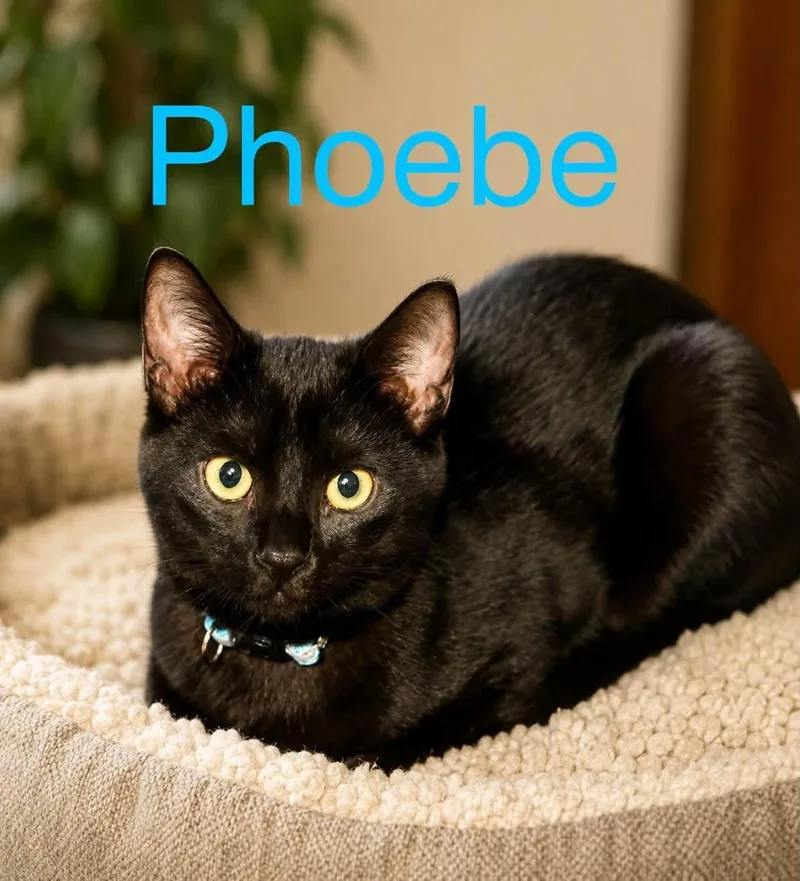 A young medium-sized female Domestic Short Hair cat named Phoebe for adoption in Loogootee, IN