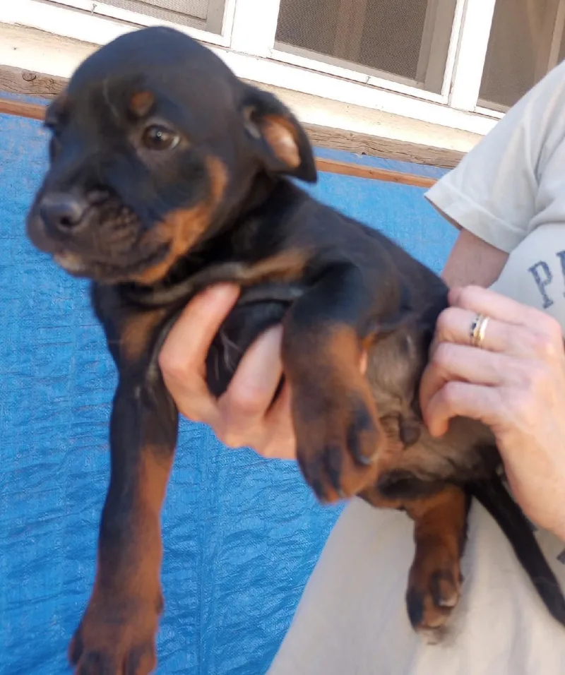 A baby medium-sized male Tricolor (Brown, Black, & White) Rottweiler dog named L.j. for adoption in Burbank, CA