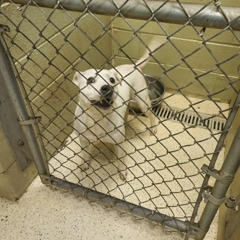 A young medium-sized female Australian Cattle Dog / Blue Heeler dog named Matcha for adoption in Muncie, IN