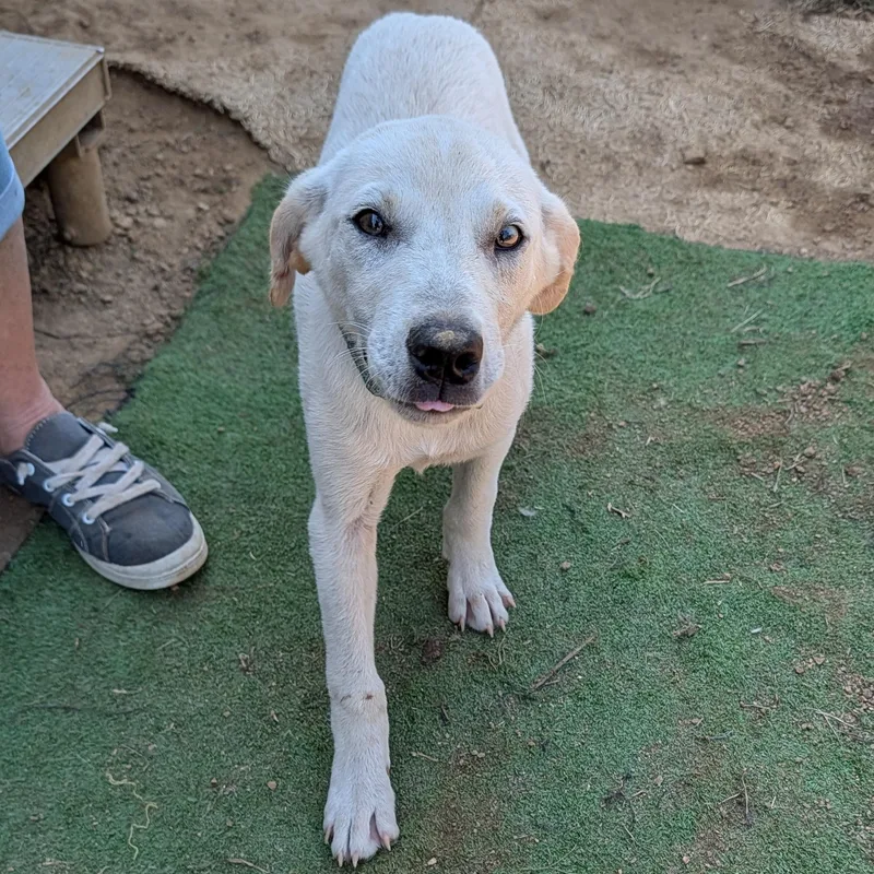 A baby medium-sized male White / Cream Labrador Retriever dog named Cottontop for adoption in Tishomingo, OK