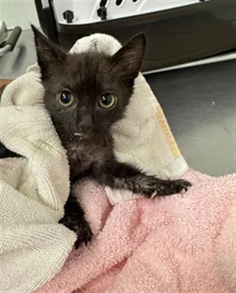 A baby small-sized female Domestic Short Hair cat named Jiji for adoption in Camarillo, CA