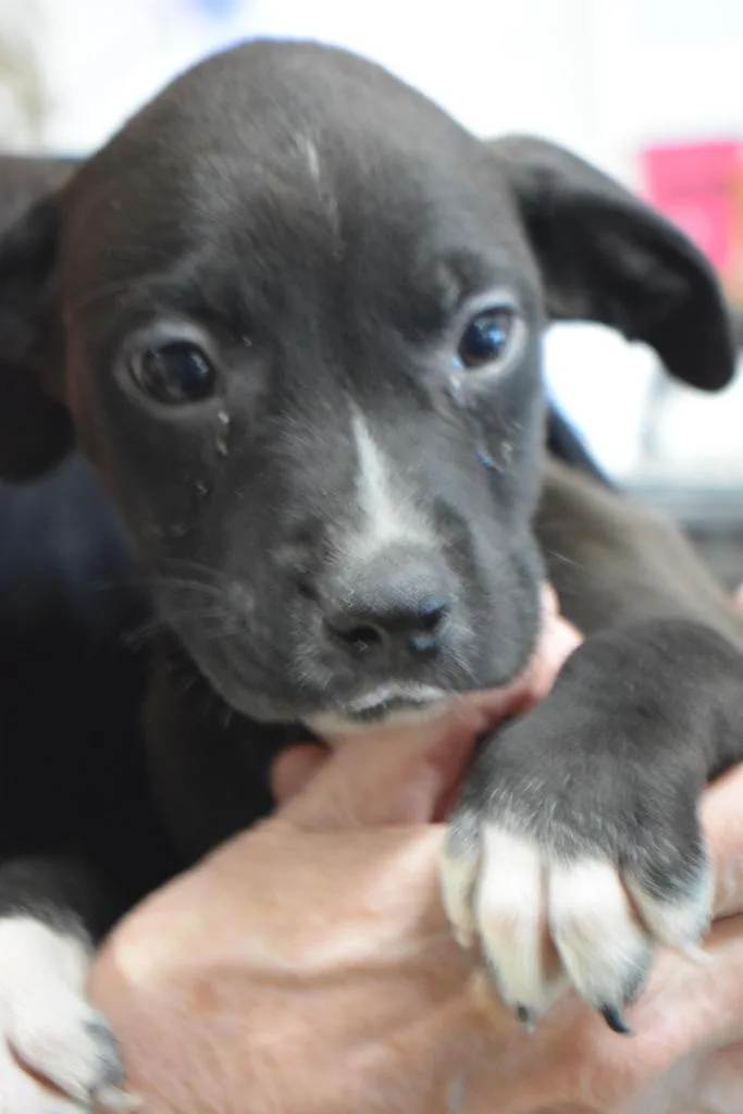 A baby small-sized male Labrador Retriever dog named Tango for adoption in Pahrump, NV