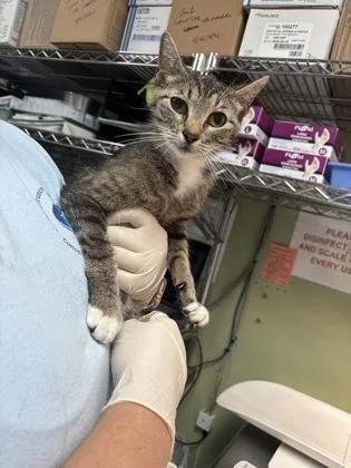 An adult medium-sized female Tabby (Brown / Chocolate) Domestic Short Hair cat named Biscuit for adoption in Georgetown, SC