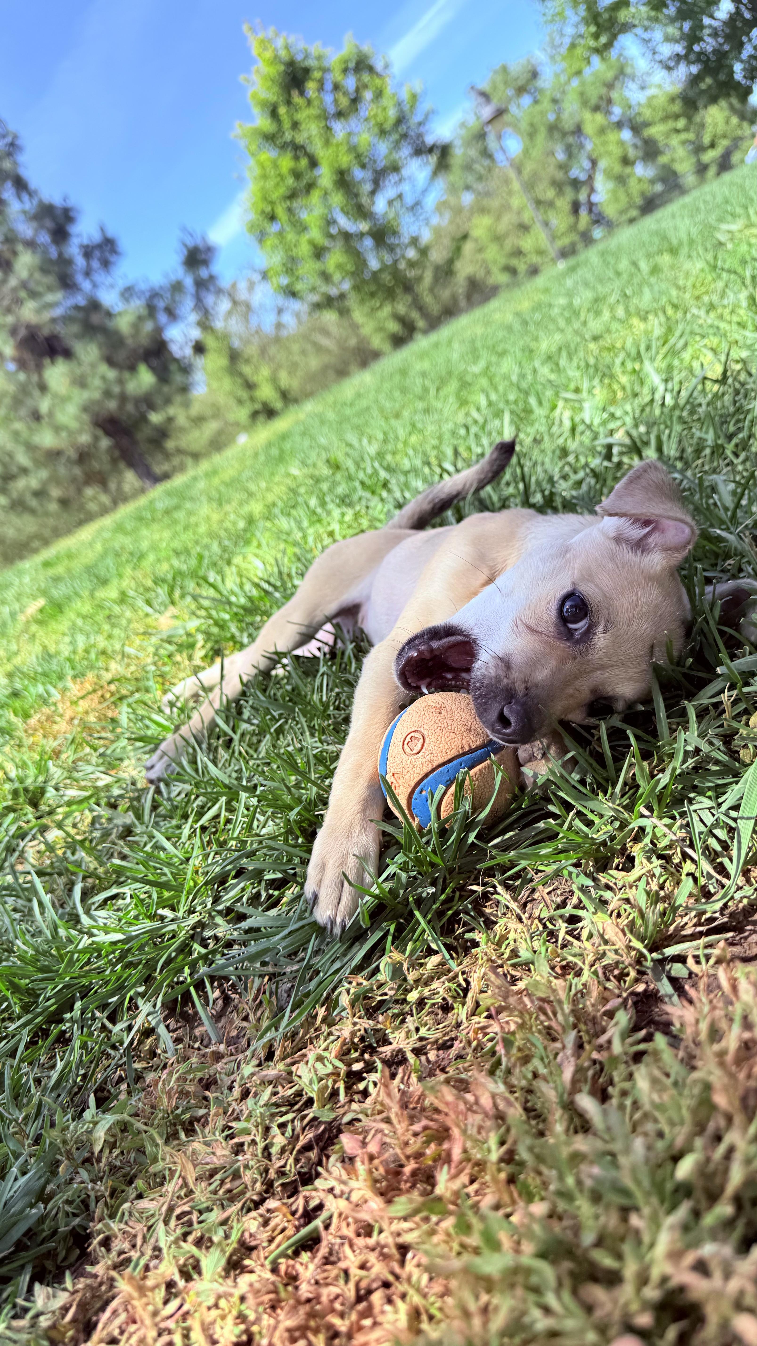 A baby small-sized female Apricot / Beige Chihuahua dog named French Fry for adoption in woodland, CA