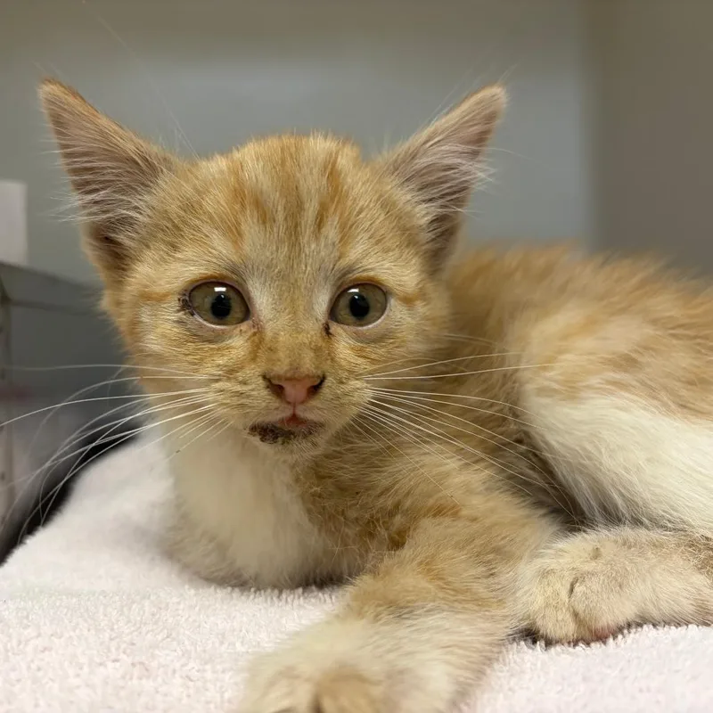 A baby small-sized male Orange / Red Domestic Short Hair cat named 71106 for adoption in Harrisonburg, VA
