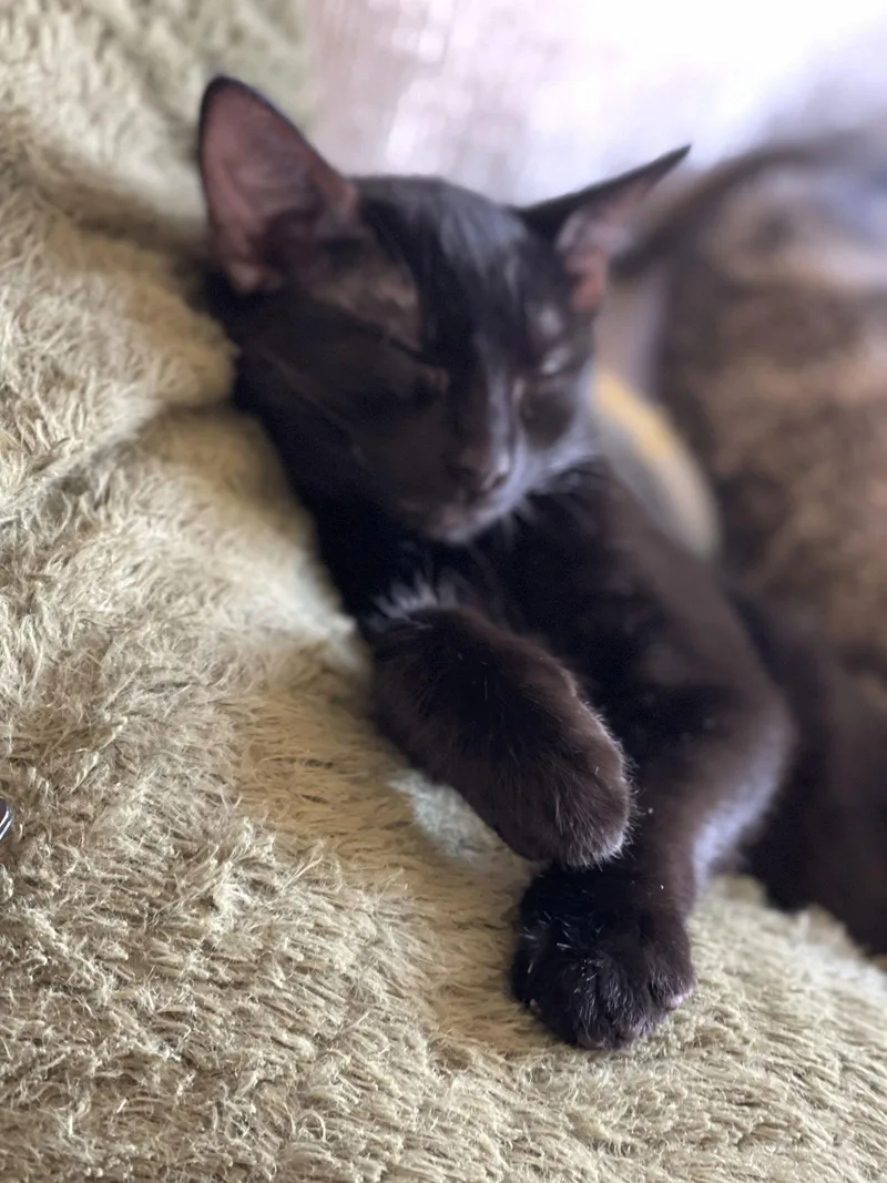 Miss Panther thumbnail 2