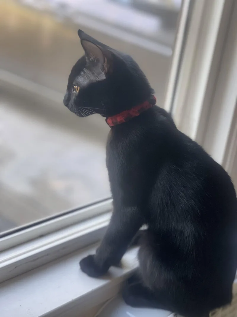 Miss Panther thumbnail 3