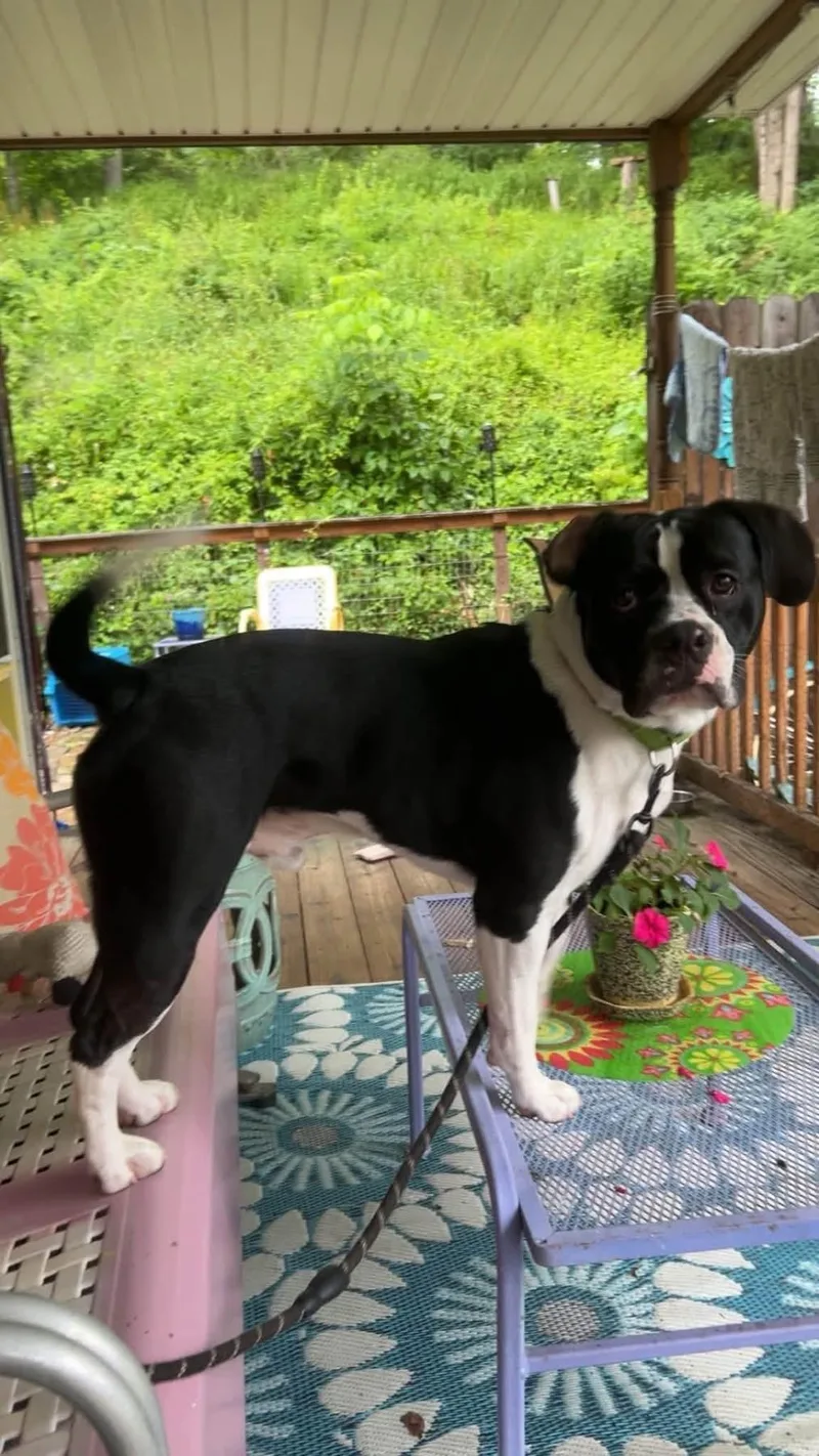 A young large-sized male Pit Bull Terrier dog named Oreo for adoption in Milton, PA