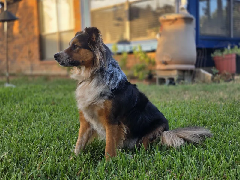An adult medium-sized male Tricolor (Brown, Black, & White) German Shepherd Dog named Jack for adoption in Royse City, TX