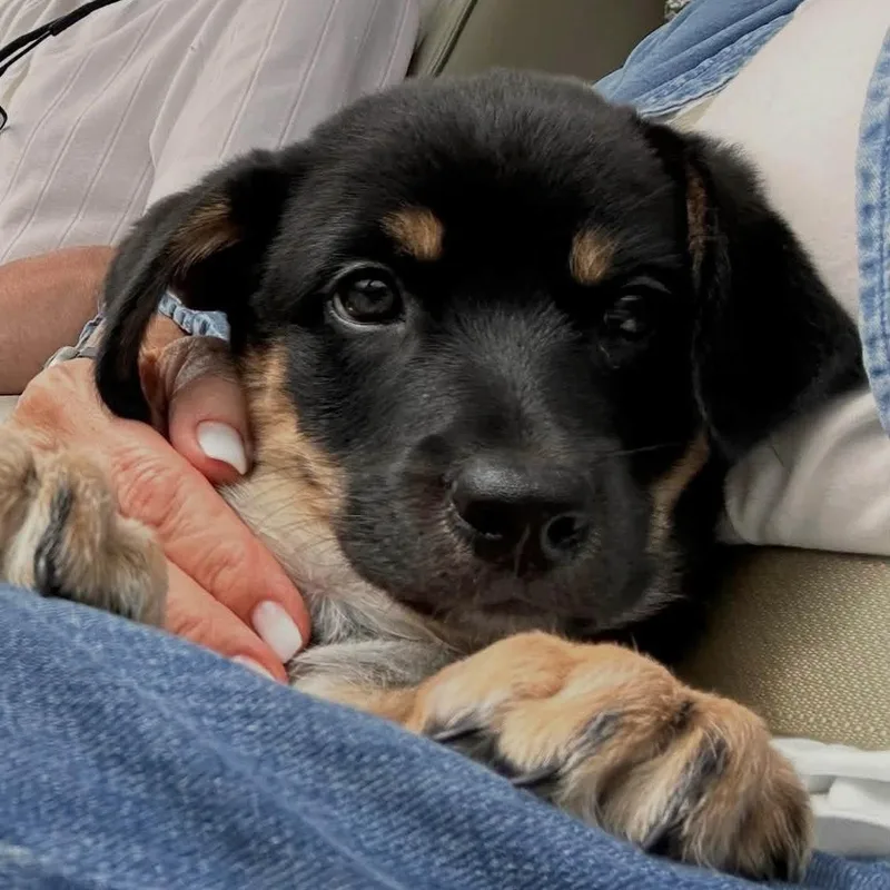 A baby medium-sized male Australian Shepherd dog named Buddy for adoption in Hillsborough, NJ