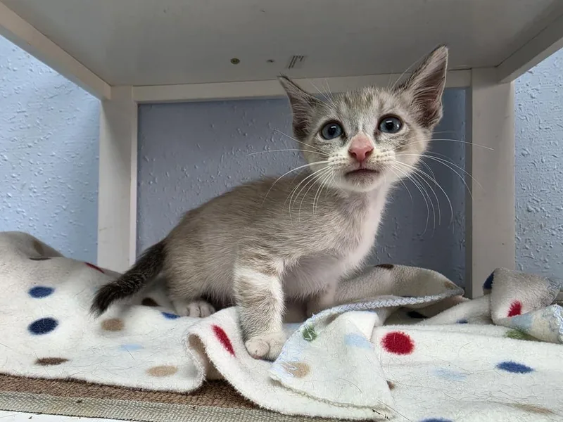 A baby small-sized male Gray & White Domestic Short Hair cat named Spunky for adoption in Bossier City, LA