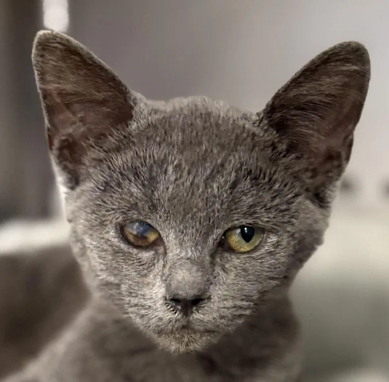 A baby medium-sized male Gray / Blue / Silver Domestic Short Hair cat named Billy for adoption in Jackson, MI