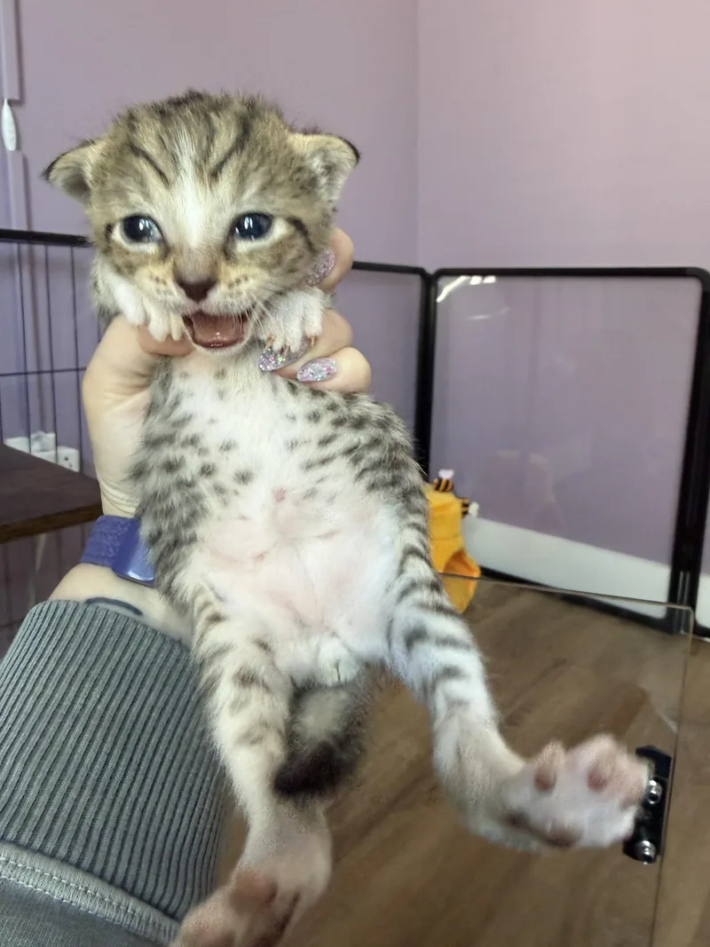 A baby medium-sized male Tabby (Brown / Chocolate) Domestic Short Hair cat named Kermit for adoption in Albany, NY