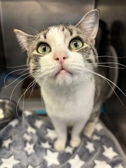 An adult medium-sized female Gray & White Domestic Short Hair cat named Melody for adoption in Lafayette, IN