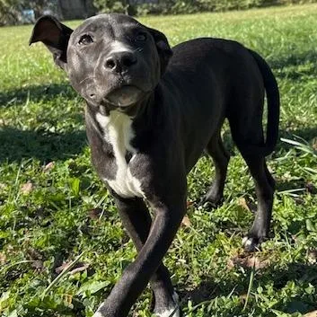A young medium-sized female Pit Bull Terrier dog named Prairie for adoption in Kansas City, MO